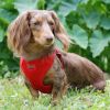 Wrap and Snap Choke Free Dog Harness - Flame Red
